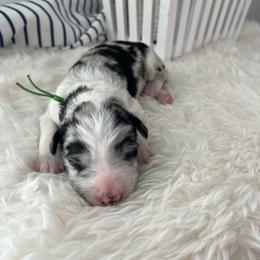 Torrey Pine - White and blue merle female Bordoodle puppy in Valley Center, California from Circle R Valley Bordoodls