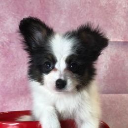 Papillons from Lone Star Papillons