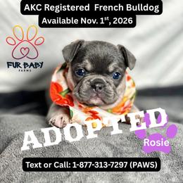 Janet - Tricolors female French Bulldog puppy in Michigan from Fur Baby Farms