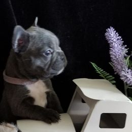 French Bulldog Puppies from Frog City Frenchies