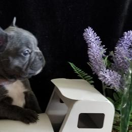 French Bulldog Puppies from Frog City Frenchies