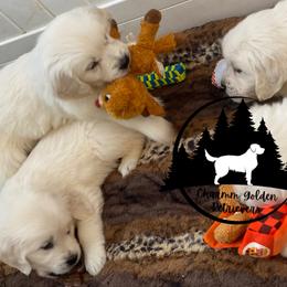 Dachshund and Golden Retriever Puppies from Charmm Dachshunds & English Cream Golden Retrievers