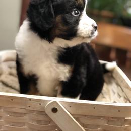Aussiedoodle Puppies from Ohana Companions