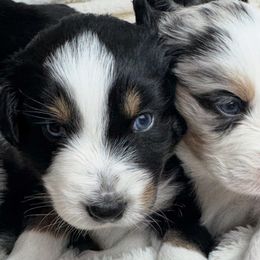 Australian Shepherds from Scottstead Aussies