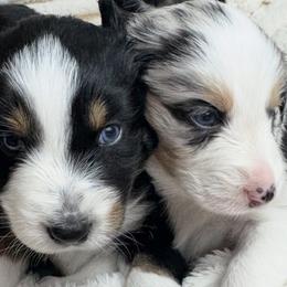 Australian Shepherds from Scottstead Aussies