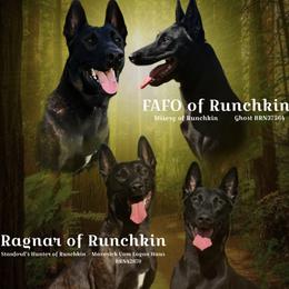 Dutch Shepherd puppies from Runchkin Hill K9