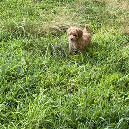 Australian Shepherd and Poodle Puppies from The Mason Farm