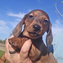 Red Dapple Standard Smooth male - Red male Dachshund puppy in Cheney, Washington from Nouvelle Standard Dachshunds