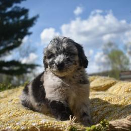 Spotty - Blue merle female Aussiedoodle puppy in Angola, Indiana from Classic City Doodles