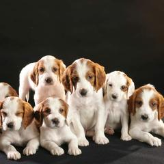 Clumber Spaniel and Irish Red and White Setter Puppies from NyaStar & Chequamegon