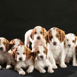 Clumber Spaniel and Irish Red and White Setter Puppies from NyaStar & Chequamegon