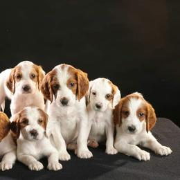 Clumber Spaniel and Irish Red and White Setter Puppies from NyaStar & Chequamegon