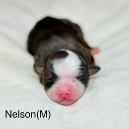 Nelson - male Australian Mountain Doodle puppy in Sterling, Colorado from North 40 Doodles