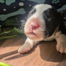 Urui - Black and white female Border Collie puppy in Max, Nebraska from Stag Valley Homestead