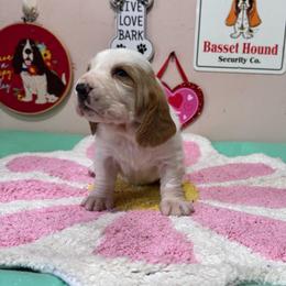 Homer - Red and white male Basset Hound puppy in Pilot Mtn, North Carolina from Lowdown Love Basset Hounds
