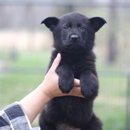 Ursula - Black female German Shepherd puppy in Philippi, West Virginia from Vom Haus Highlands