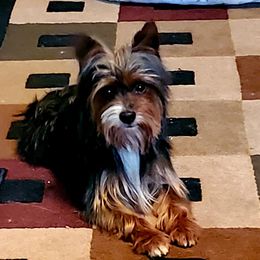 Oreo - Yorkshire Terrier