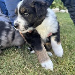 Miniature Australian Shepherd Puppies from Andy McDonald