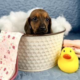 Salsa 2800 - Cream female Dachshund puppy in Hendersonville, North Carolina from Snarky Doxy Miniature Dachshunds