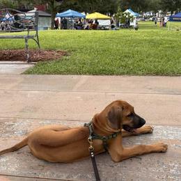 WESTON - Rhodesian Ridgeback