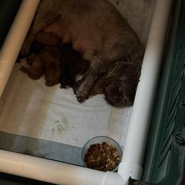 Girl 3 - Chocolate female Shih Tzu puppy in Delta, Colorado from Wachowicz Shihtzu