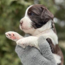 Chestnut - Parti female Goldendoodle puppy in Lancaster, Pennsylvania from Doodles in the Skye