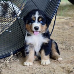 Australian Shepherd Puppies from Canyon South Aussies