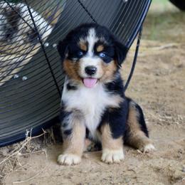 Australian Shepherd Puppies from Canyon South Aussies