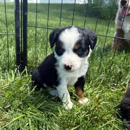 Hazel - Black tri female Miniature Australian Shepherd puppy in Marion, Michigan from Highland Hills Mini Aussies