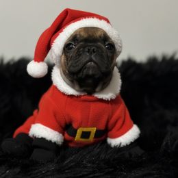 Dark red fawn boy - Fawn male French Bulldog puppy in Dothan, Alabama from Elite Sweet Frenchies