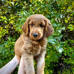 Reef - Red  male Goldendoodle puppy in Sugar City, Idaho from Idaho Sugar Doodle Pups