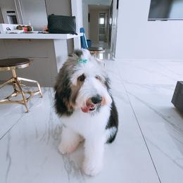 Assorted Doodle Crosses, Bernedoodle, and Goldendoodle Puppies from Central Florida Bernedoodles