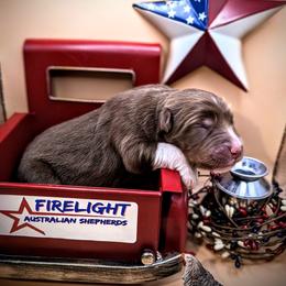 Australian Shepherd Puppies from Firelight Australian Shepherds
