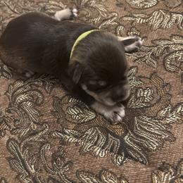 Liverpool(Lime) - Liver male Miniature Schnauzer puppy in Hemet, California from Feshia's Miniature Schnauzers