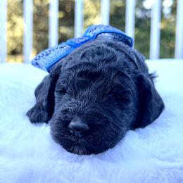 Boy 5 - male Goldendoodle puppy in Rainier, Oregon from Beaver Springs Puppies