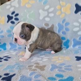 Sage - Brindle and white male Boston Terrier puppy in Billings, Missouri from Azaleas Euro Boxers & Boston Terriers