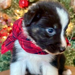 Griswold - Black tri-color male Australian Shepherd puppy in Preston, Idaho from KC Bar Ranch Aussies