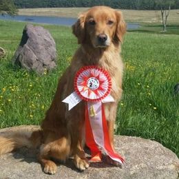 Golden Retrievers from Wakemup Goldens