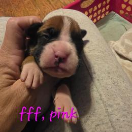 Pink female, flashy fawn - Fawn female Boxer puppy in Farmington, Pennsylvania from Impression's Boxers