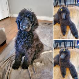 Poodle Puppies from Poodle Palace 918