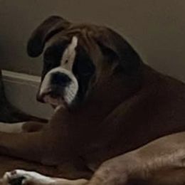 Athena - Boxer