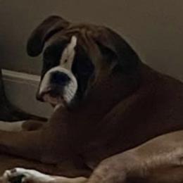 Athena - Boxer