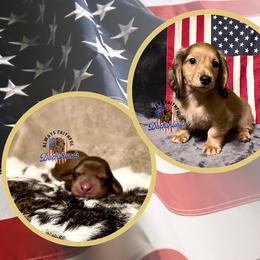 Dachshund Puppies from Always Faithful Dachshunds