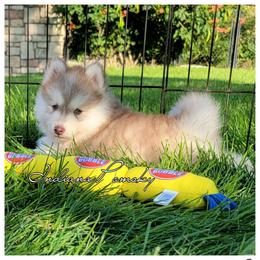 Teddy - Red and white male Pomsky puppy in North Liberty, Indiana from Indiana Pomsky