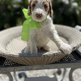 Aussiedoodle and Goldendoodle Puppies from Cuddly Doodles