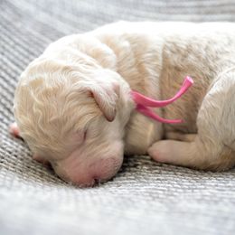 Penny - Cream female Goldendoodle puppy in Dayton, Ohio from Perks Court Doodles