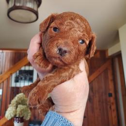 Rocket Deep Dark Red Mini Poodle - Red  male Poodle puppy in Falcon, Missouri from Cedar House Heritage Poodles | AKC Toy & Miniature Poodle Puppies Raised in Home