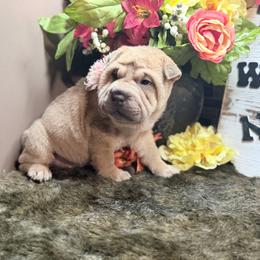 Vhagar - Blue sable female Chinese Shar-Pei puppy in Lehigh Acres, Florida from Florida Wrinkles