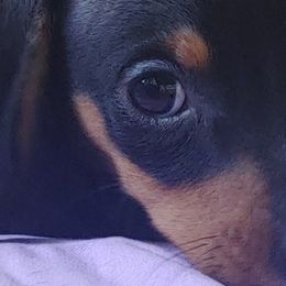 Dachshunds from Beasley & Brown Dachshunds