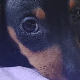 Dachshunds from Beasley & Brown Dachshunds